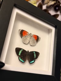 Image 2 of Cramers Eighty-Eight