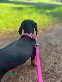 Image 2 of Hot Pink Lead