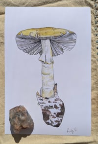 Image 2 of Amanita phalloides 