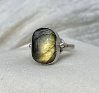 Image 1 of Iceland Moss