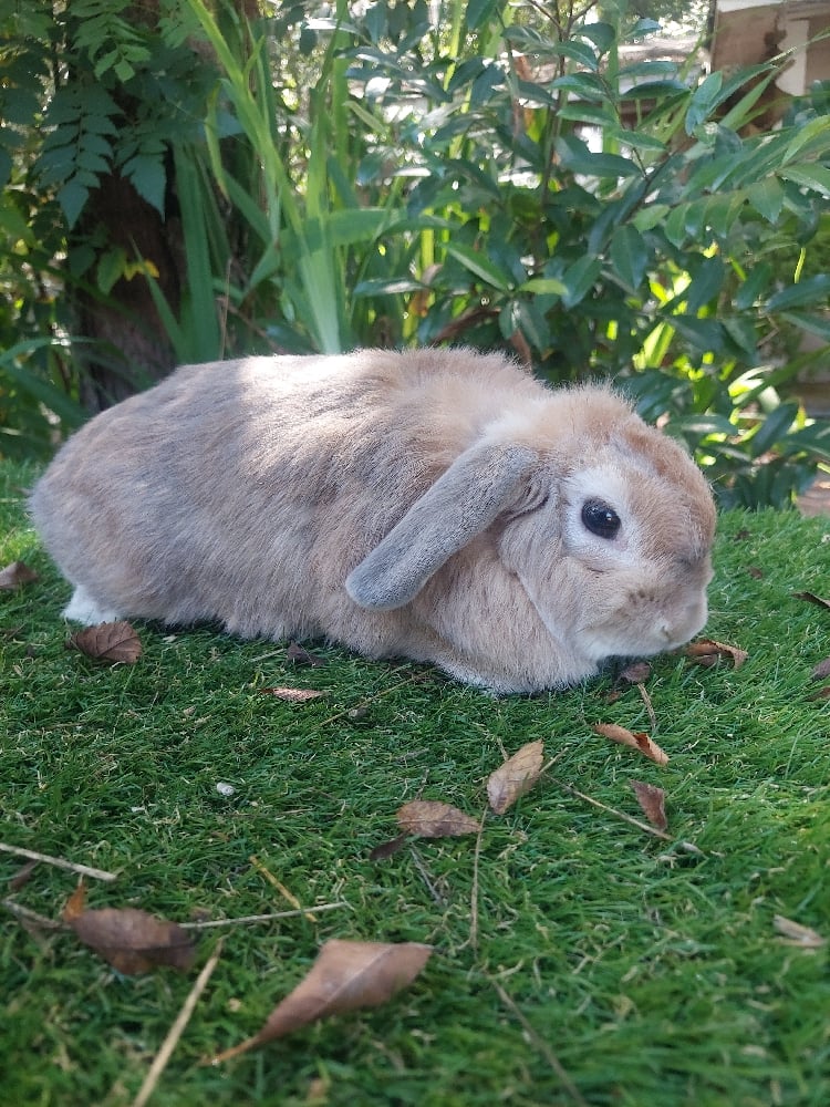 Image of Bean (M)