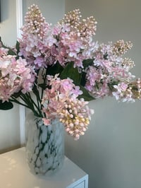 Image 2 of CONE HEADED HYDRANGEA SOFT PINK 