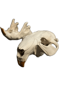 Image 1 of Beaver Skull