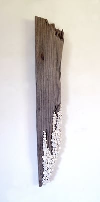 Sea Sided- Cara O'Brien