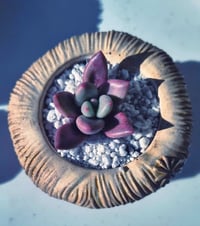 Image 2 of XMasPullover Large -echeveria cherry(με φυτό) 