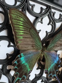 Image 3 of Papilio maackii
