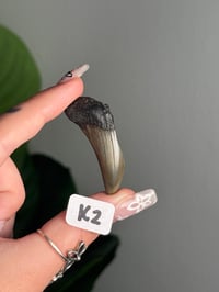 Image 11 of SMALL MEGALODON TEETH -SOUTH CAROLINA- CHOOSE YOUR OWN LOT 2 