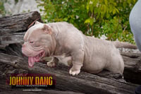 Image 2 of Johnny Dang Stud Fee
