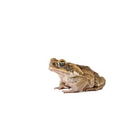 Cane Toad 