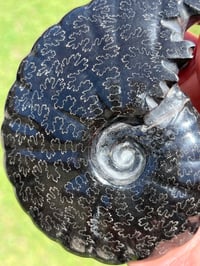 Image 10 of Black Ammonite Fossil With Pyrite | Madagascar #2706