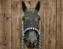 Image 2 of Special Edition Sidepull Training Halter Set