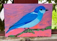 Image 3 of Mountain Bluebird