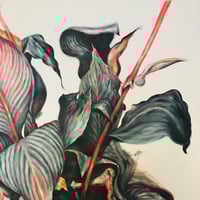 Image 3 of Black Canna - ORIGINAL (UN-FRAMED)
