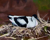Nesting Avocet