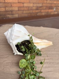 Image 2 of String of Turtles in Seashell