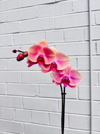 Image 2 of Phalaenopsis Orchid “Blush”