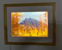 Image 3 of MAX MOYER - 'Larch Tree Light Box"