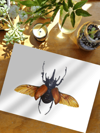 Image 8 of Five Horned Rhino Beetle Watercolor Illustration PRINT 