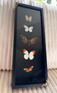 Image 1 of Cabinet of Wings
