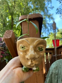 Image 1 of Teacup Anemone Hoya in Handmade Vince Mascoli Original