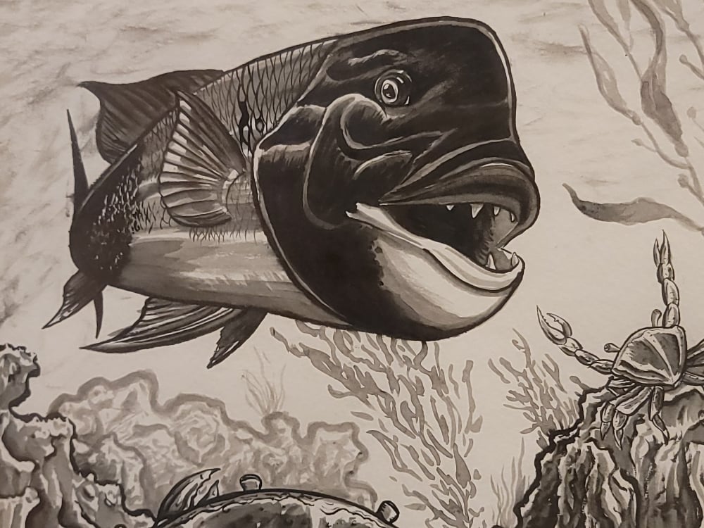 Image of Sheephead waterbrush sketch