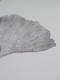 Image 2 of Ginkgo 03