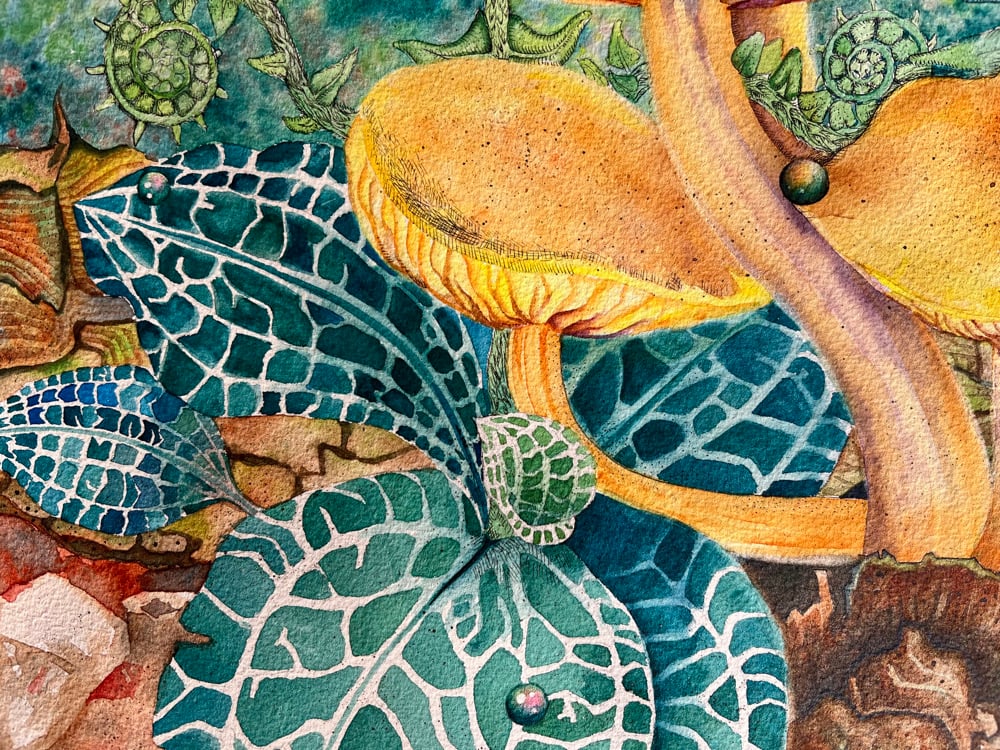 Image of Orange Mycena