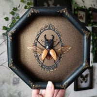 Image 1 of Real framed beetle