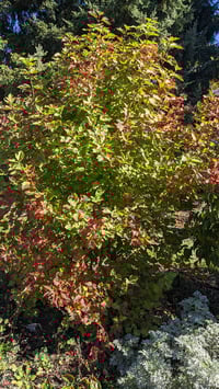 Image 3 of High Bush Cranberry : Viburnum trilobum 