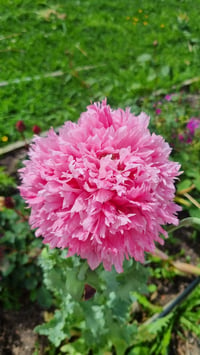 Image 1 of Peony Poppy seed