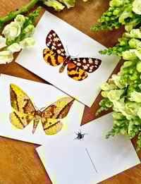 Image 3 of Yellow Moths & Butterflies Postcard Set