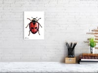 Image 2 of Adonis Ladybug