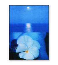 Image 3 of PANSY, BLUE SEA 