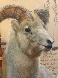 Image 2 of Mountain Goat on vintage postcard 