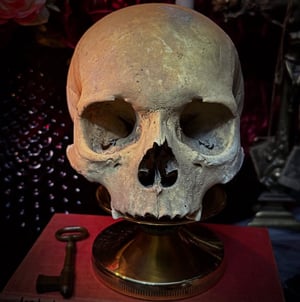 Image of Female Human Skull