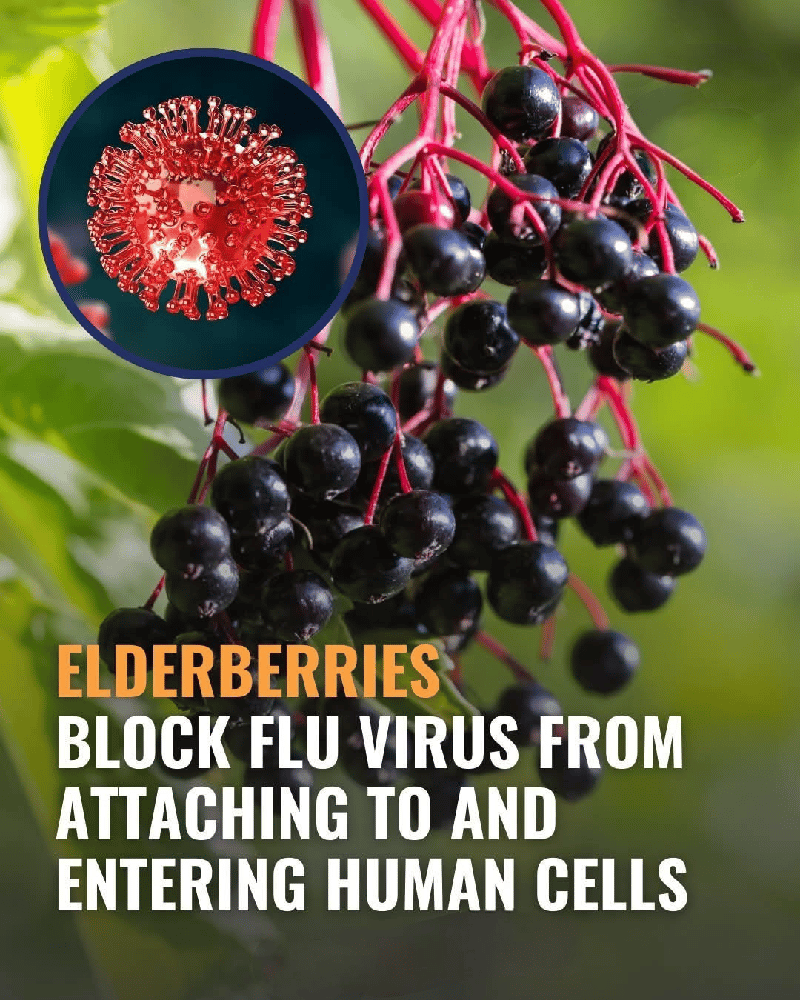 ELDER BERRY BOOST! Berries/Syrup. Immunity-Herpes-Pathogens-Virus-Cell Protector-Respiratory.