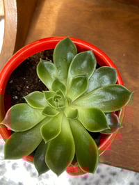 Image 2 of Blue Echeveria in Mushroom Pot