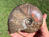 Image 15 of Purple - Rainbow Iridescent Ammonite Shell Fossil | Madagascar #2895