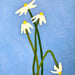 Image of Four Daisies