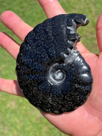 Image 14 of Black Ammonite Fossil With Pyrite | Madagascar #2706