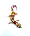 White & Yellow (Giant Line) Tangerine (Tremper)