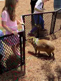 Image 3 of Sing and Dance with Ms. Rachel, touch baby animals, story time, MORE! 