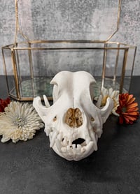 Image 2 of Medium Skull Cleaning (16-59lbs)