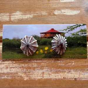 Image of Brown Hawaiian Opihi shell post earrings 