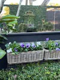 Image 1 of Harolds Signature Hanging Rattan Planter