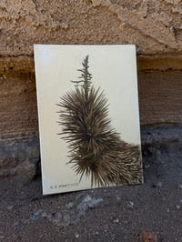 Image 1 of Joshua Tree Study 2