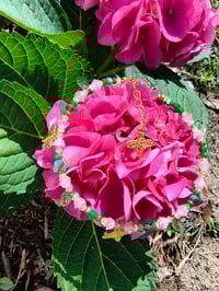 Image 6 of Bee-You-Tea-Full