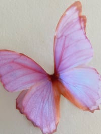 Image 3 of Cali (Larger size butterfly)