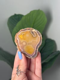 PASTEL YELLOW LAGUNA AGATE WITH SUGAR DRUZE