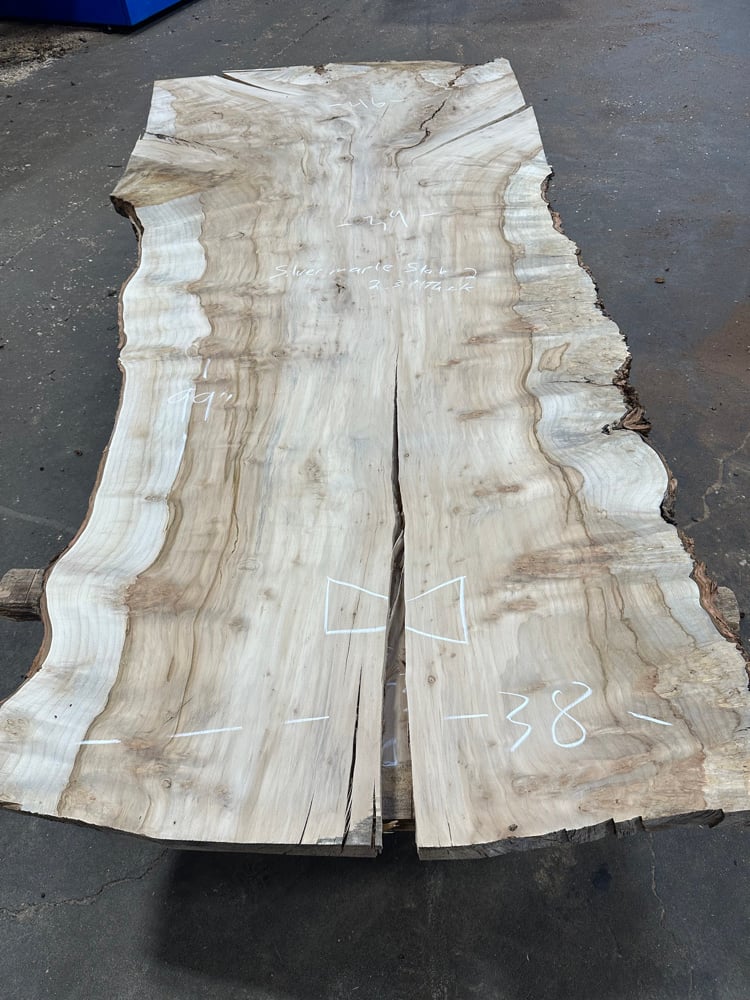 Silver maple 2